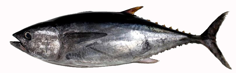 Thunnus thynnus_04.jpg